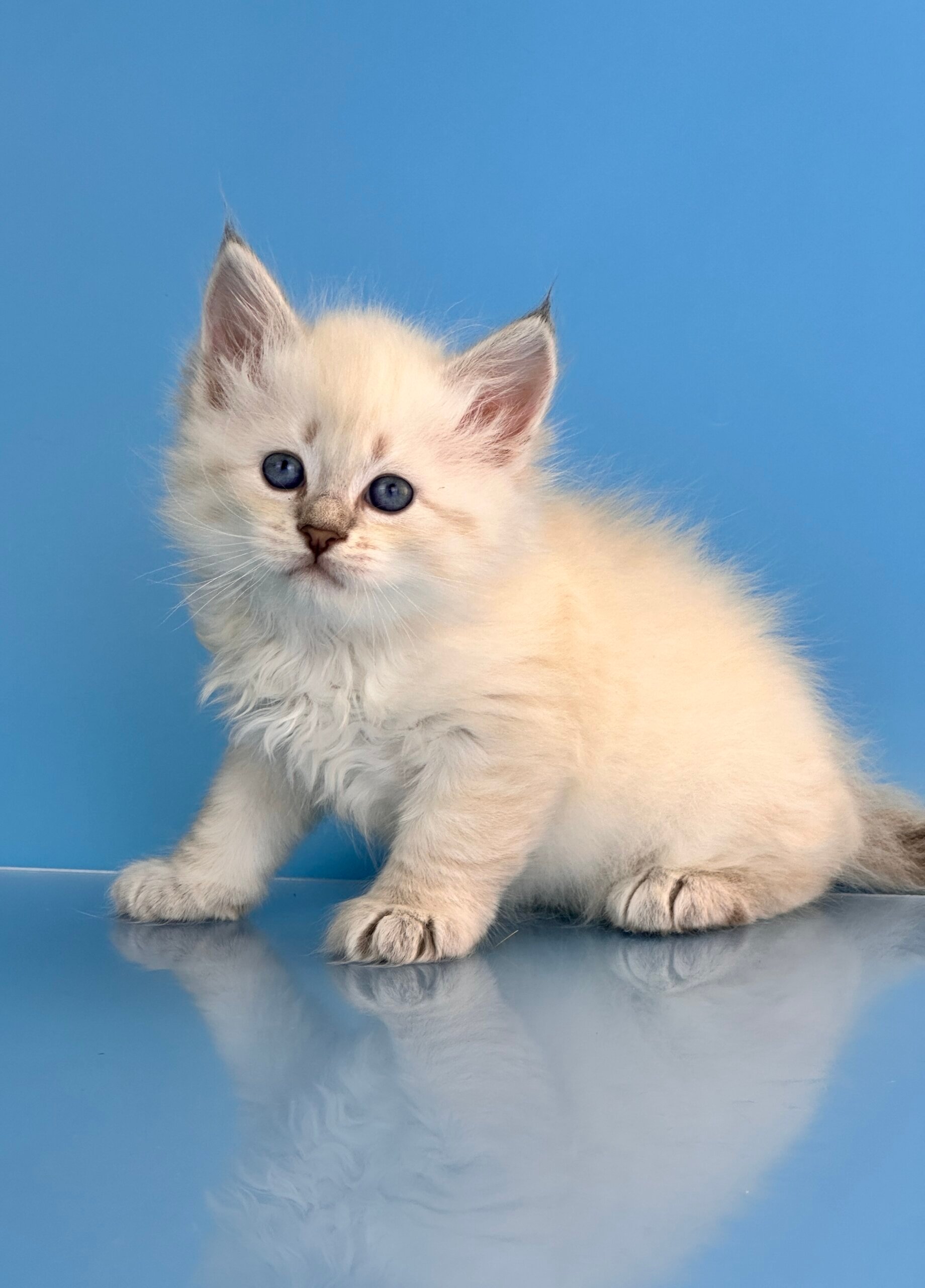 Teodor Siberian  Male (Available) $3150