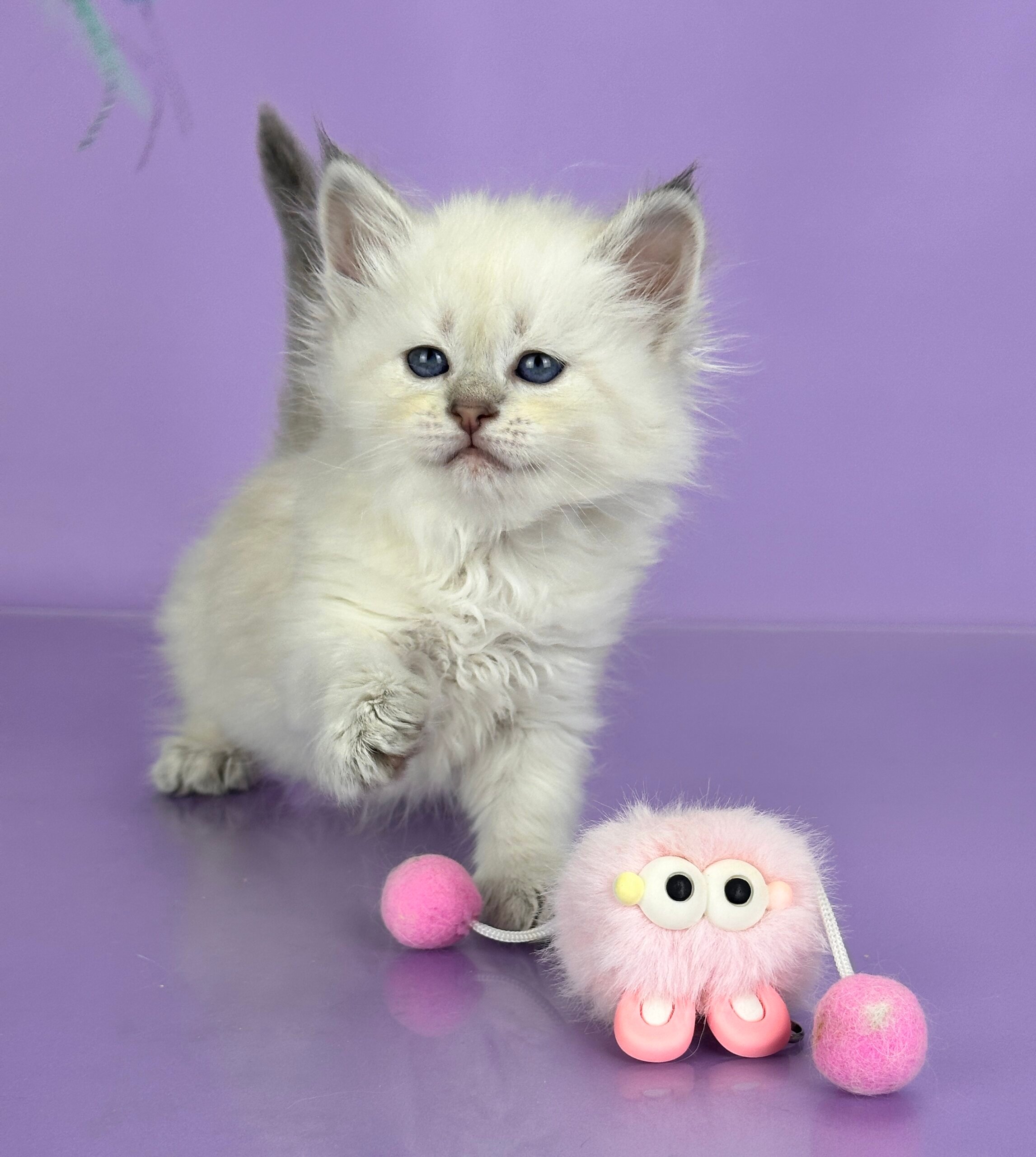 Trixie Siberian  Female (Available) $3200