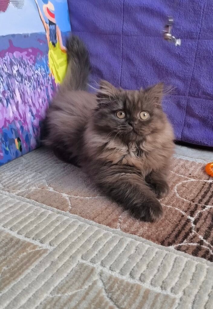 Elly British Longhair Female (Available) $2700