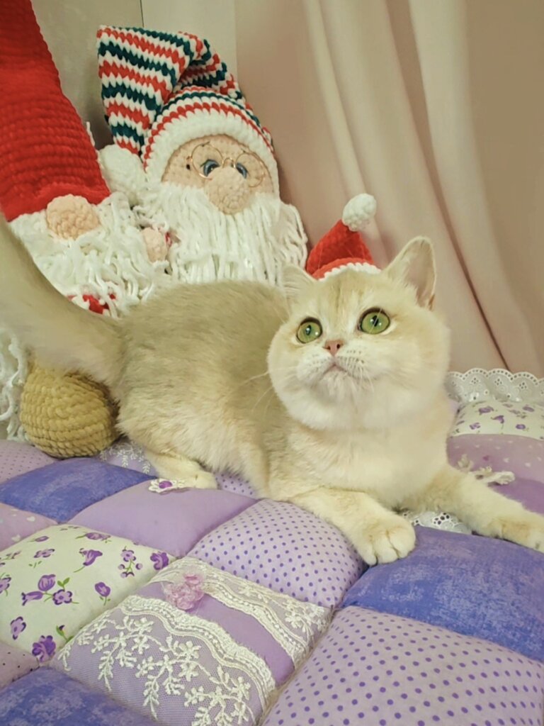 Tiffany British Shorthair Lilac Female (Available) 00 - photo 1