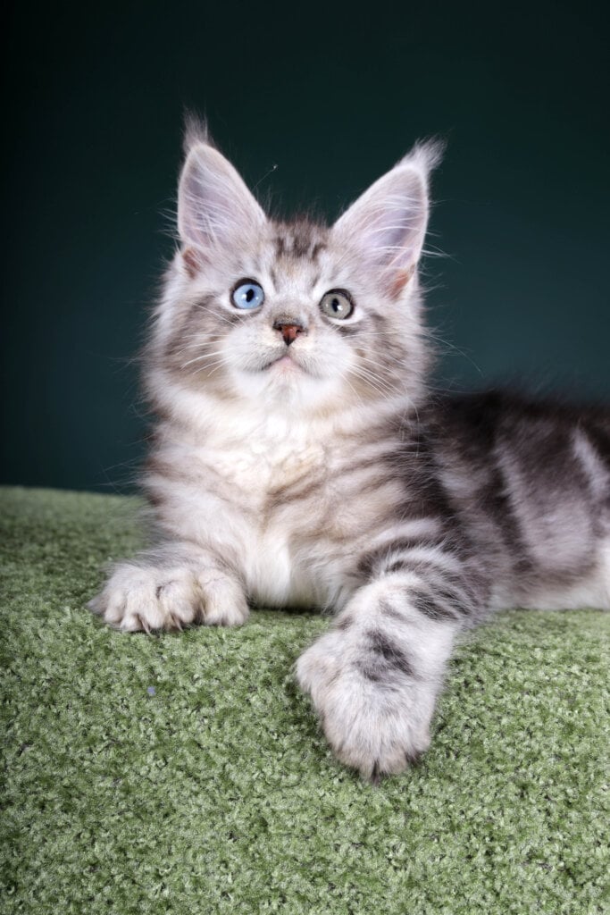 Xenon Maine Coon POLY Male (Reserved) 50 - photo 1