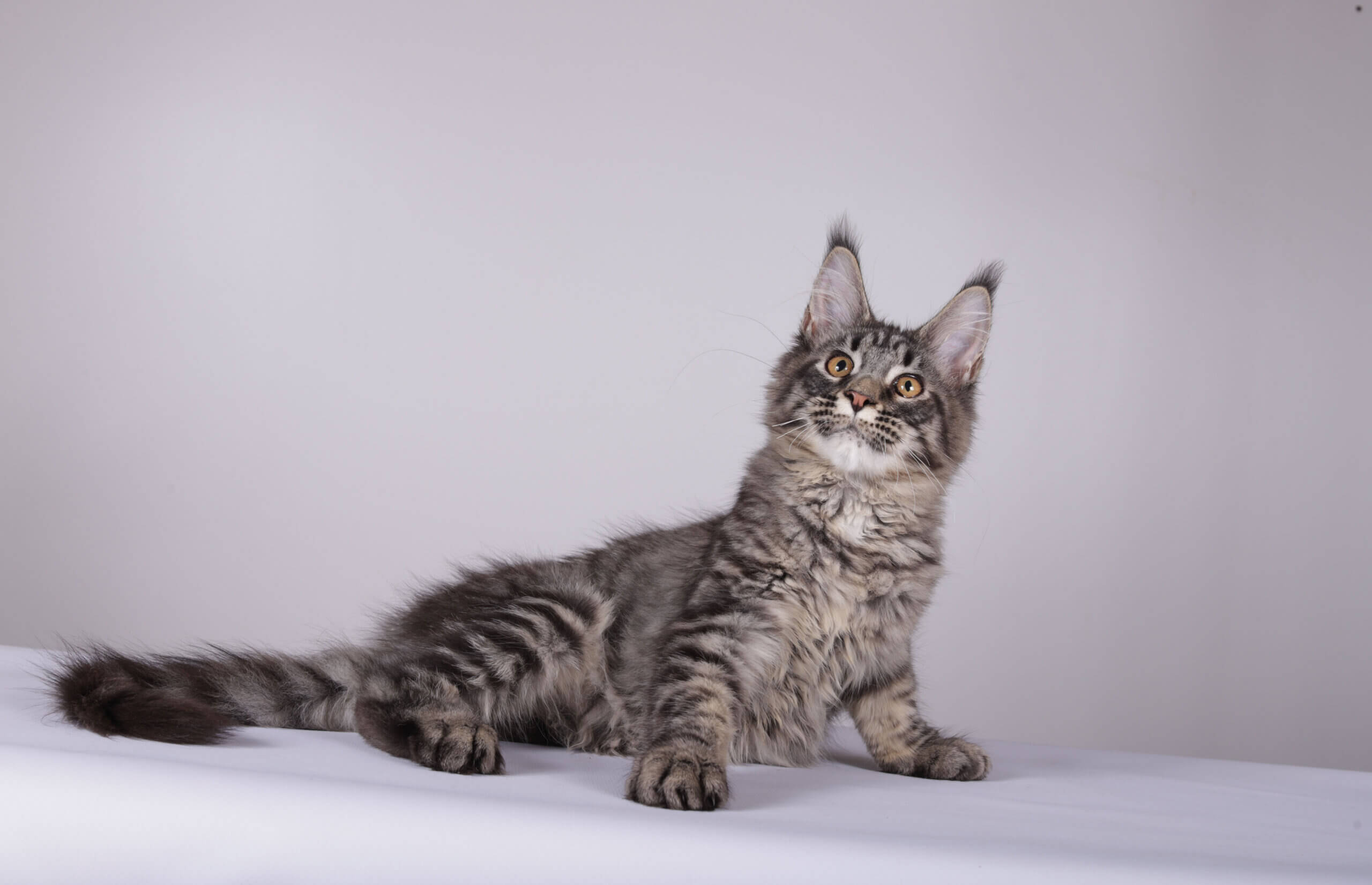 Lorry Maine Coon  Female (Available) $2450
