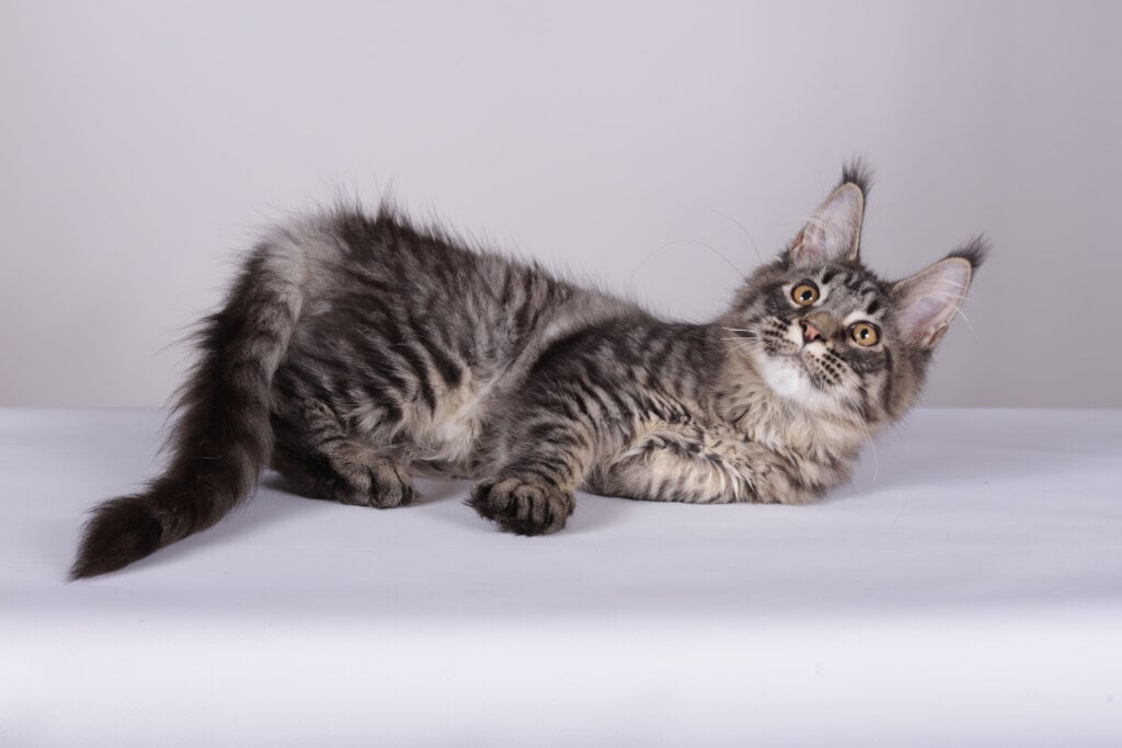 Lorry Maine Coon Female (Available) 50 - photo 1