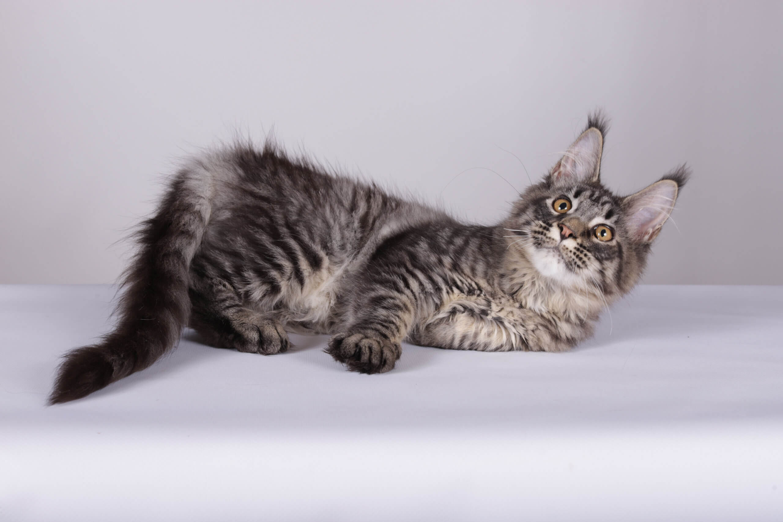 Lorry Maine Coon  Female (Available) $2450