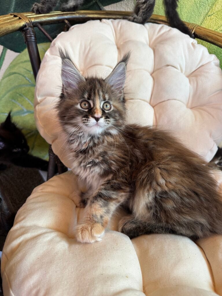 Kleopatra Maine Coon  Female (Available) $3000