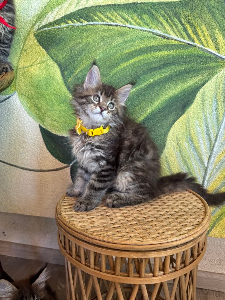 Max Maine Coon  Male (Available) $3000