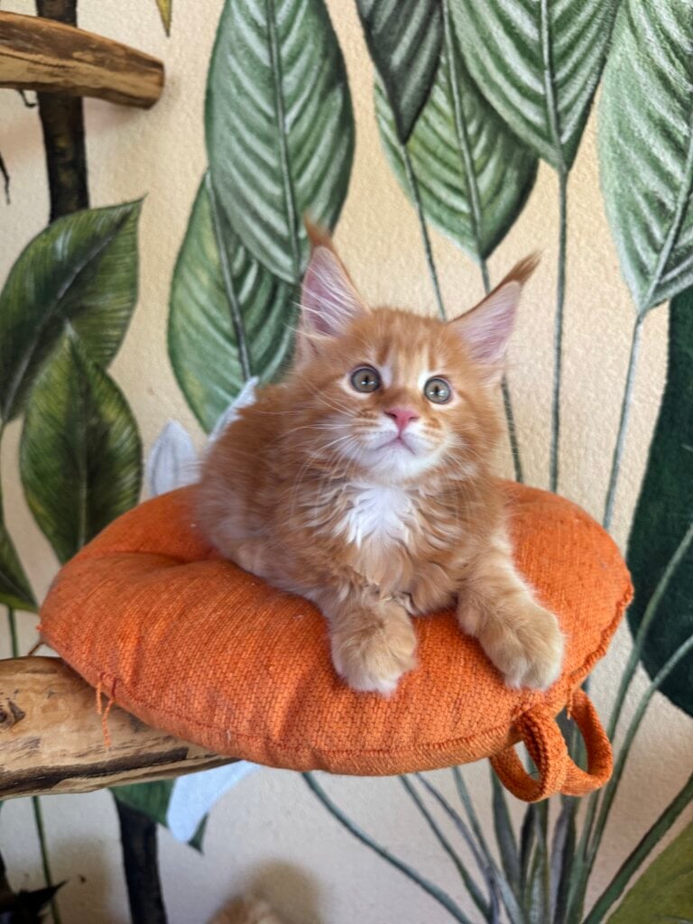 Kim Maine Coon  Male (Available) $3200