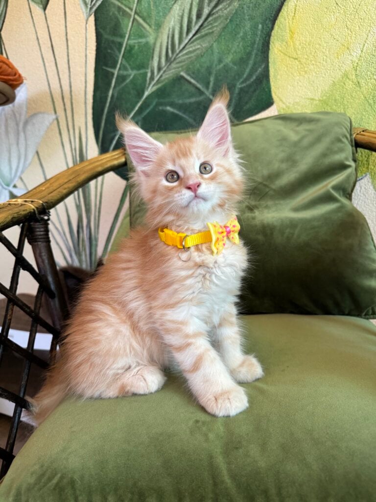 Melman  Maine Coon  Male (Available) $3000