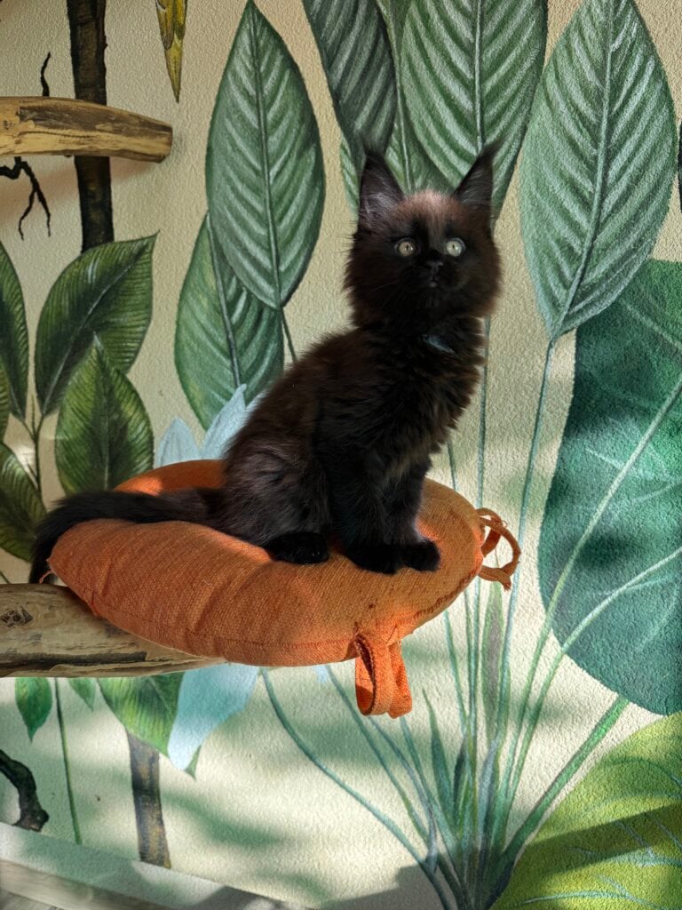 Kisa Maine Coon  Female (Available) $3000