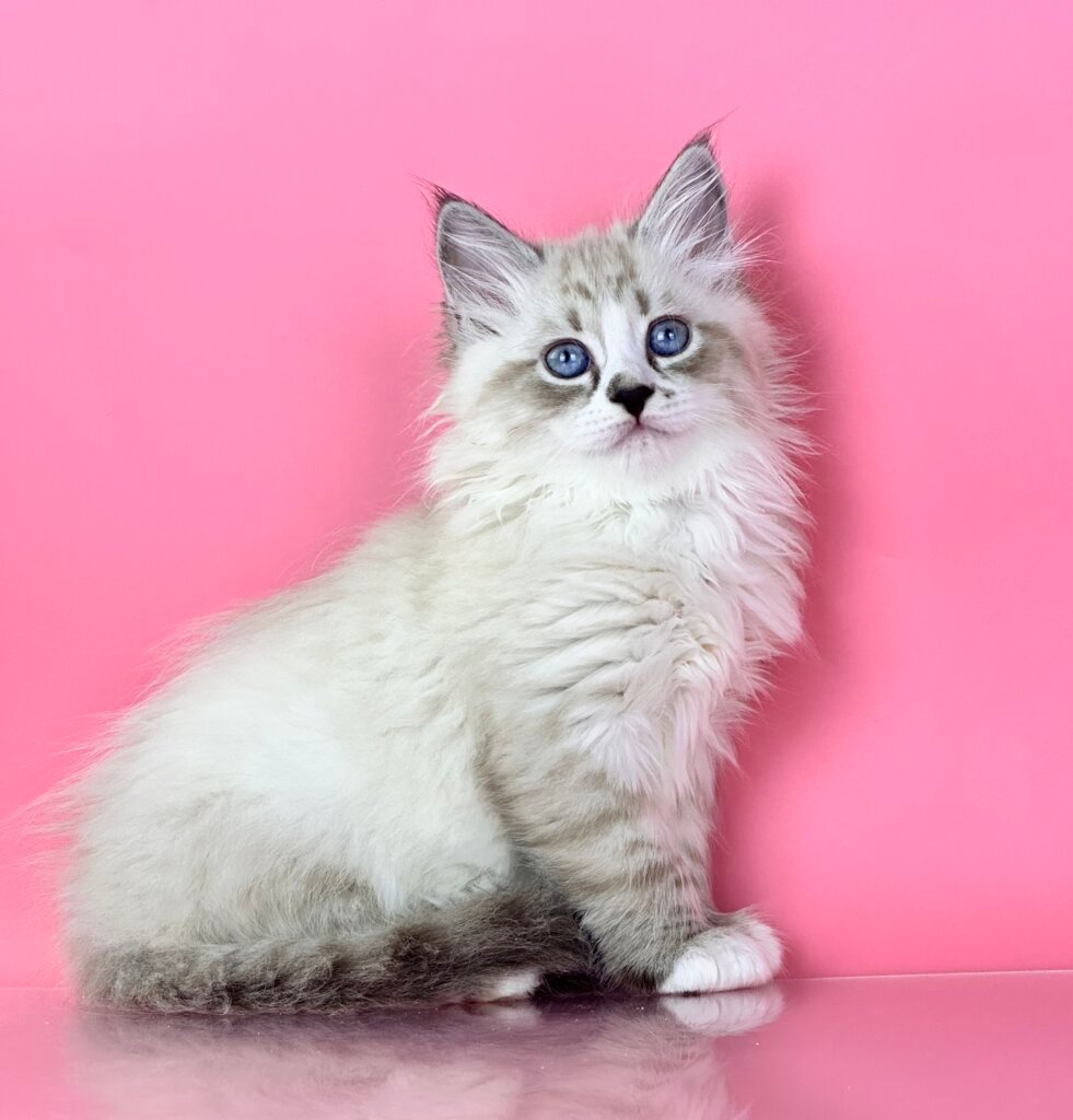 Rowena Siberian Female (Available) $3150