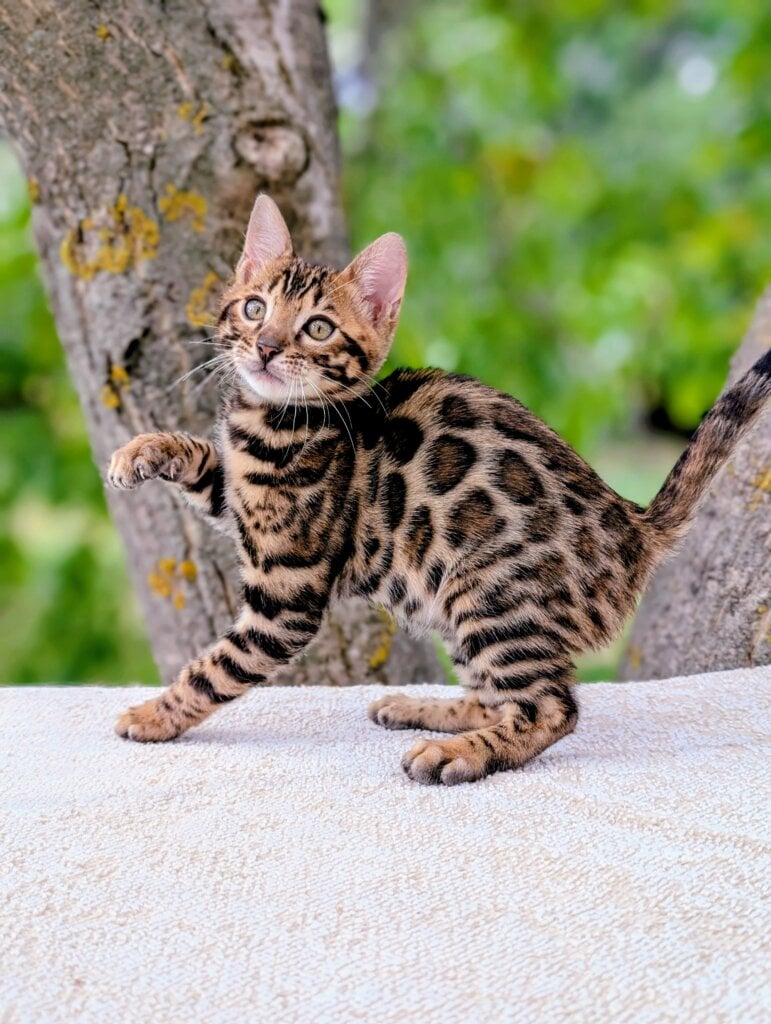Tina Bengal  Female (Available) $3000