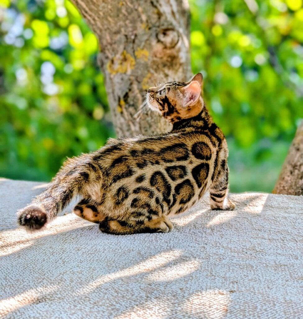 Tiffany Bengal  Female (Available) $3000