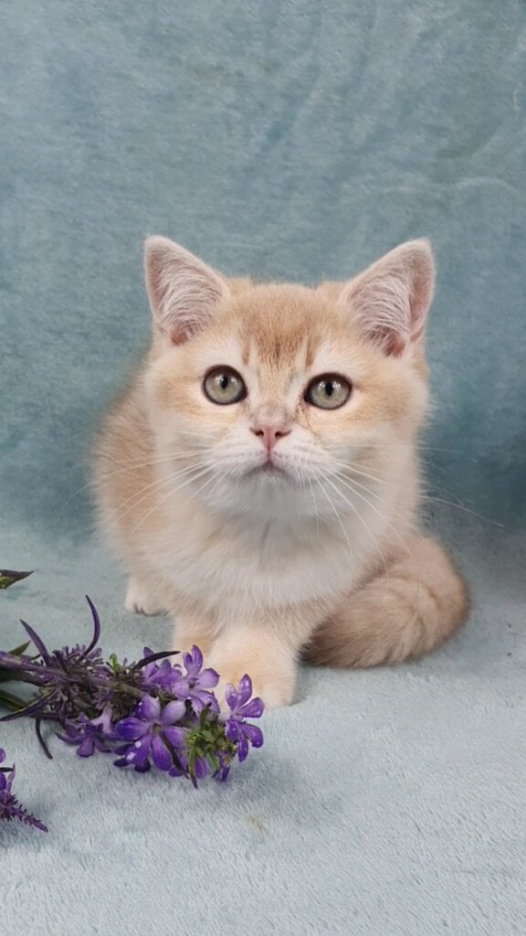 Queen British Shorthair  Female (Available) $3150