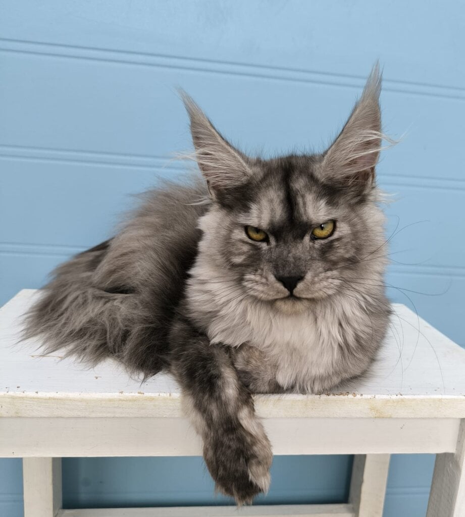 Vassillisa Maine Coon Female $3000