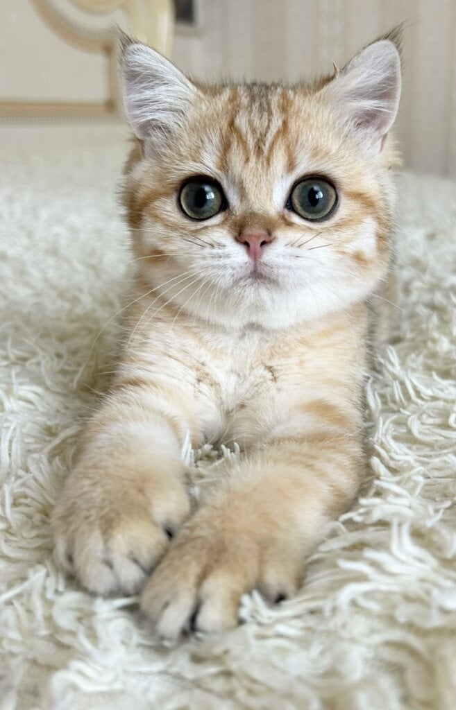 Xue British shorthair Female (available) $2500