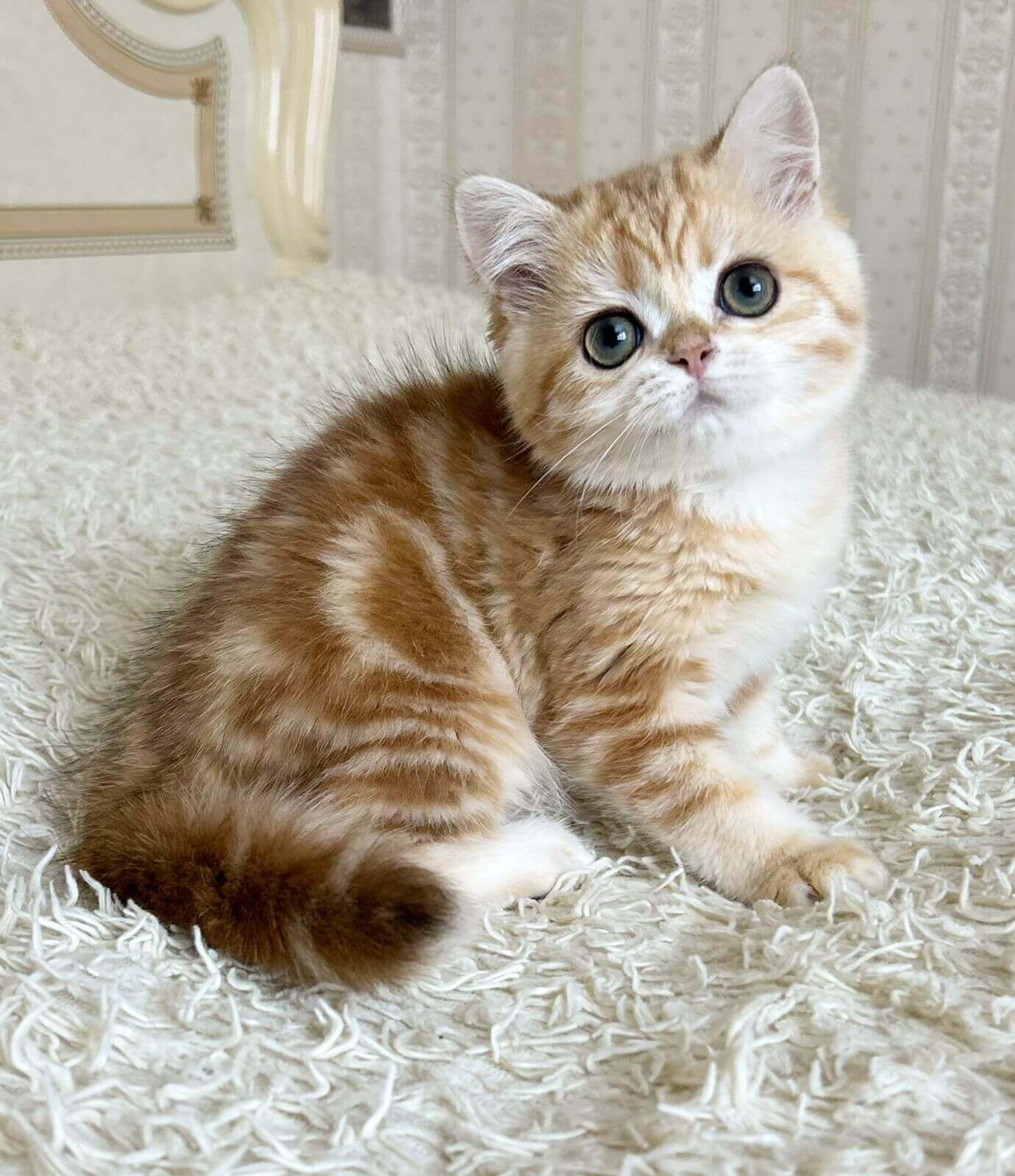 Xanita British shorthair Female (Available) $2600