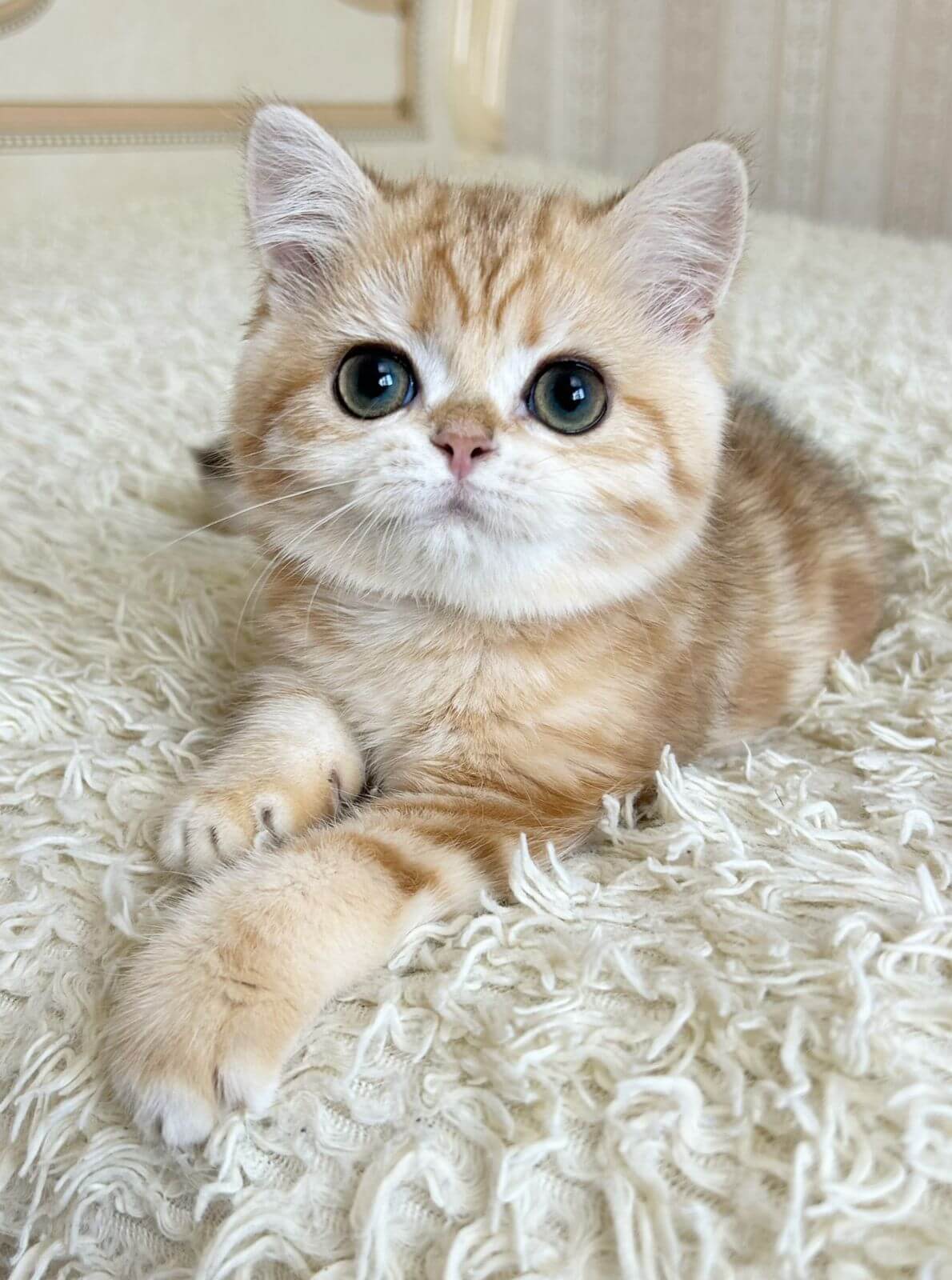 Xanita British shorthair Female (available)$2600