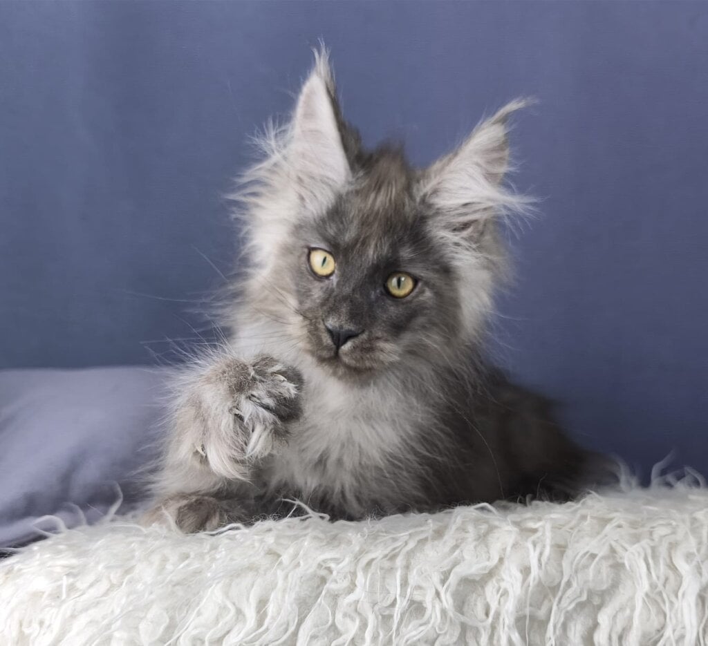 Kreativ Maine Coon Male (Available) $3250