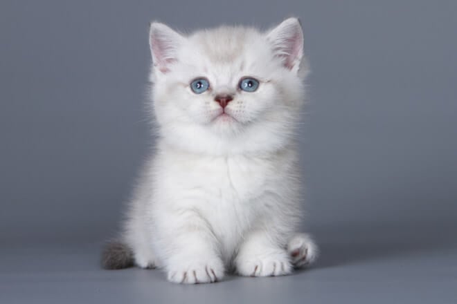 Deltor Munchkin Male (Available) $3800