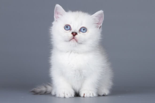 Doreli Munchkin Female (Available) $3950