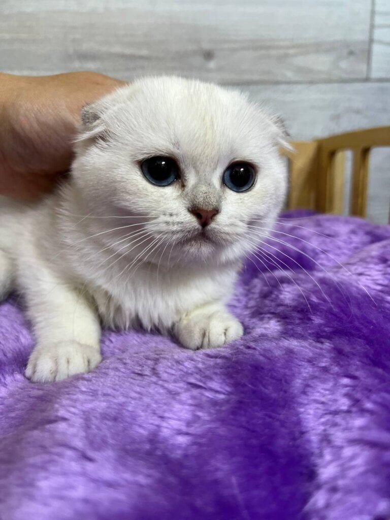 Liza Scottish Fold  Female (Available) $2450