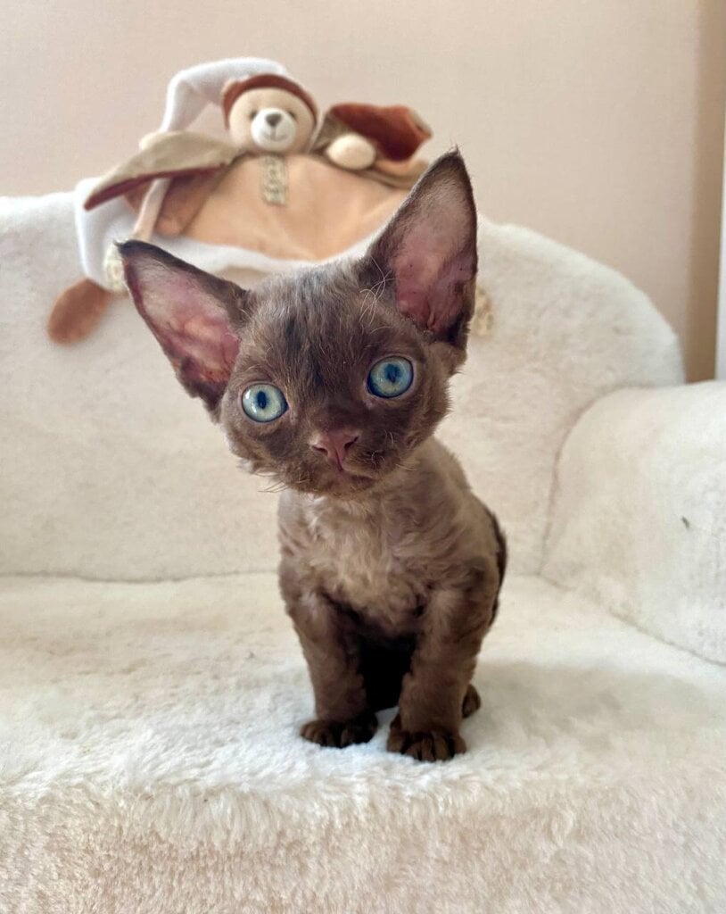 Mao Devon Rex Male (Available) $3050