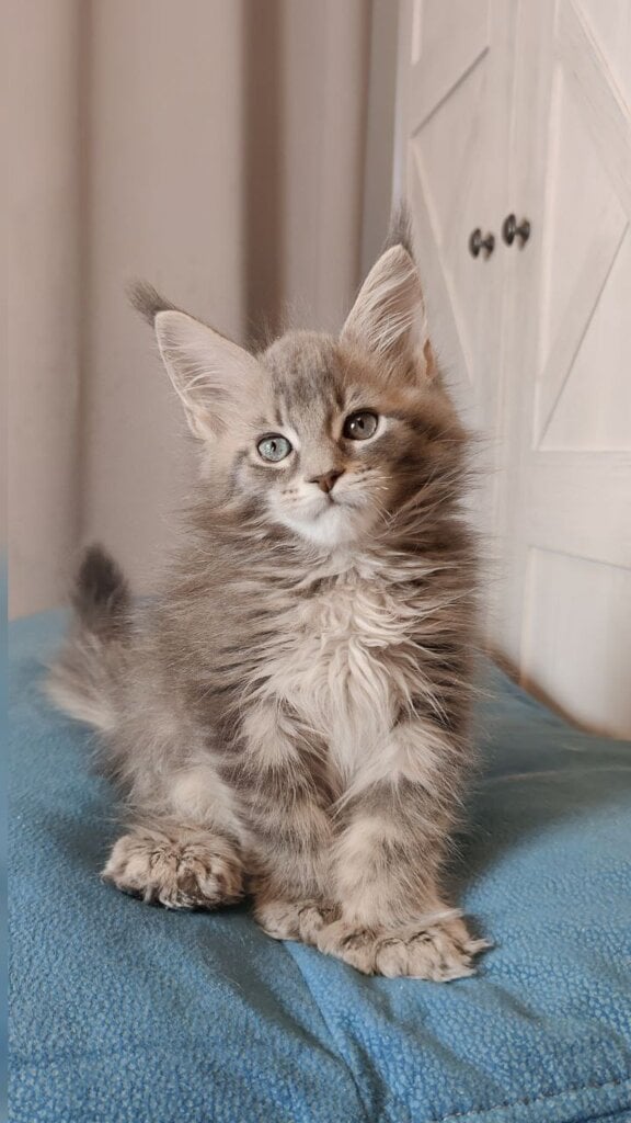 Neo Maine Coon POLY  Male (Available) $3200