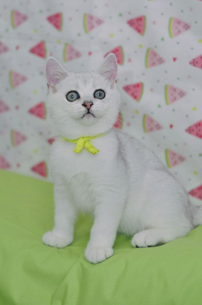 Emic British Shorthair Male (Available) $2700