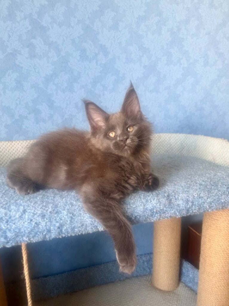 Karat Maine Coon Male (Available) $3200