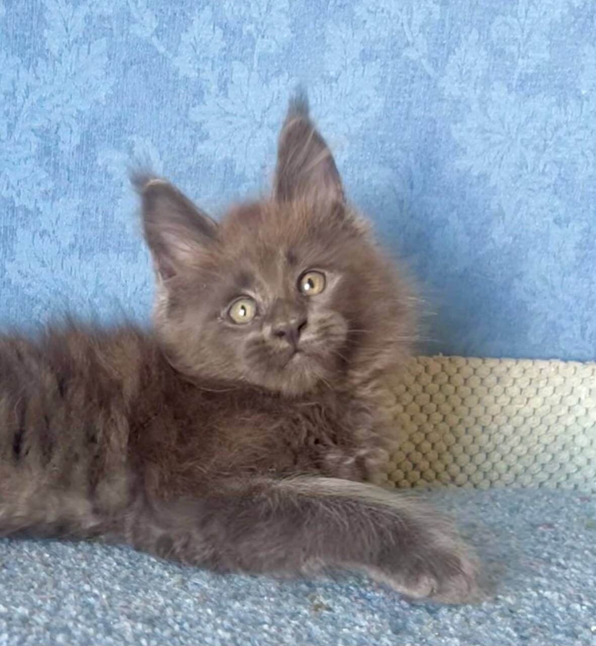 Kevin Maine Coon Male (Available) $3200