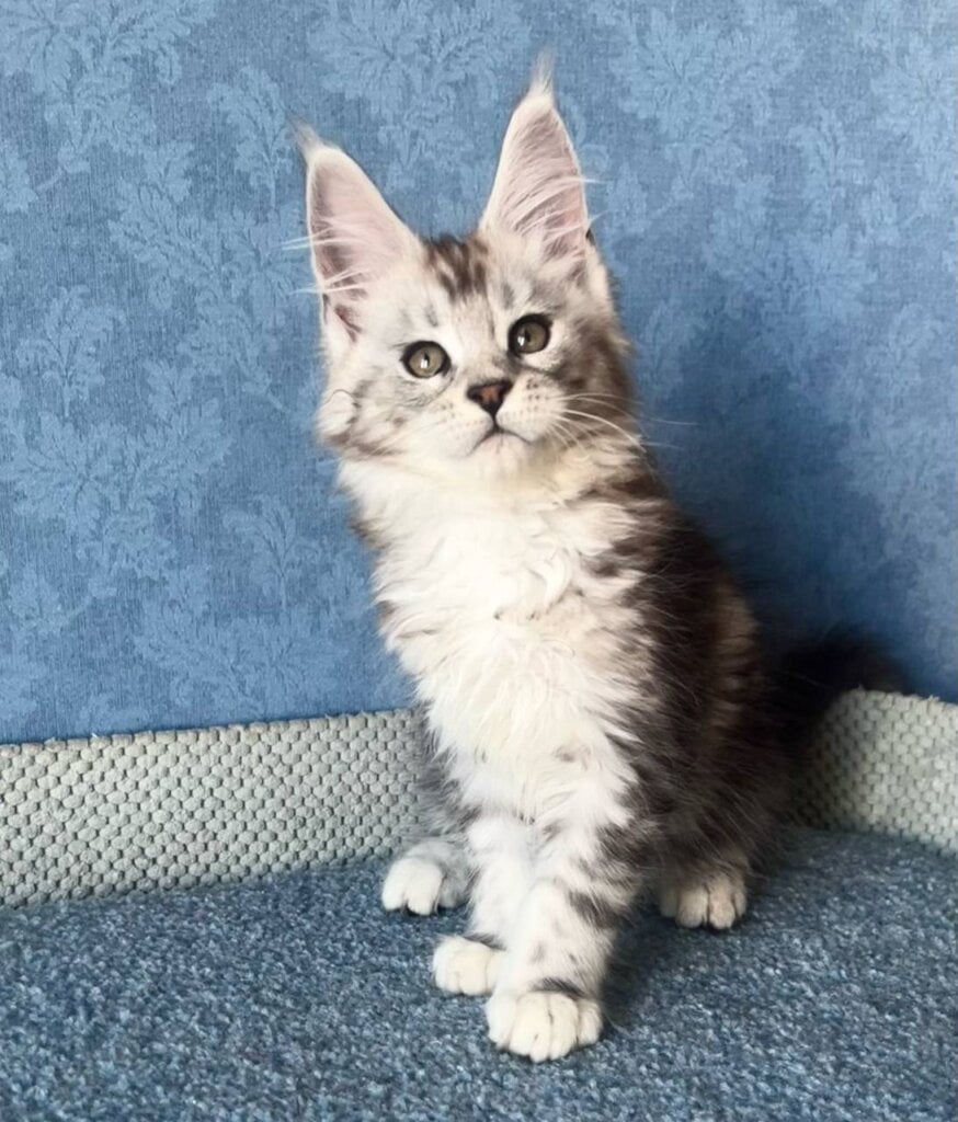 Kristi Maine Coon  Female (Available) $3050