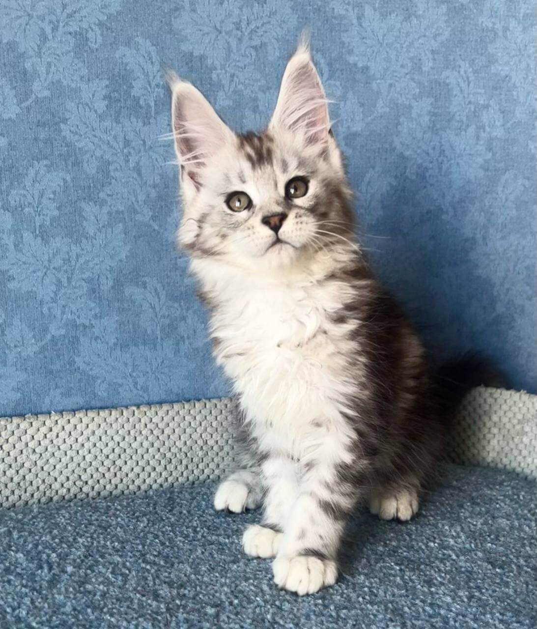 Kristi Maine Coon  Female (Available) $3050