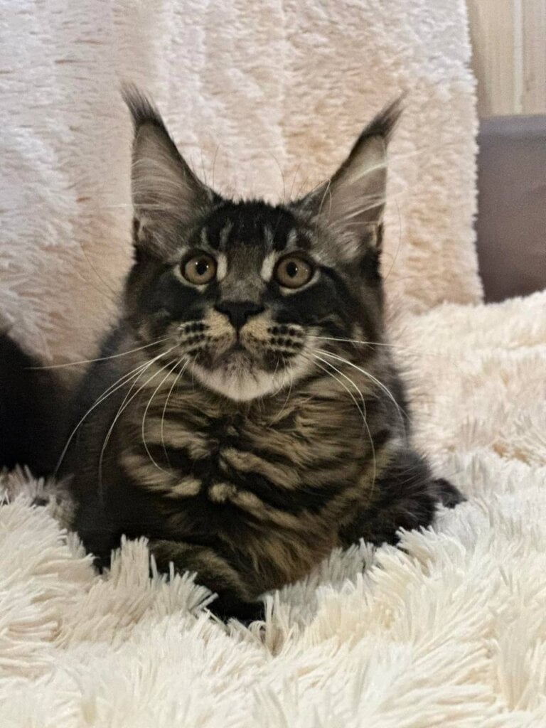 Kleo Maine Coon Female (Available) $2700