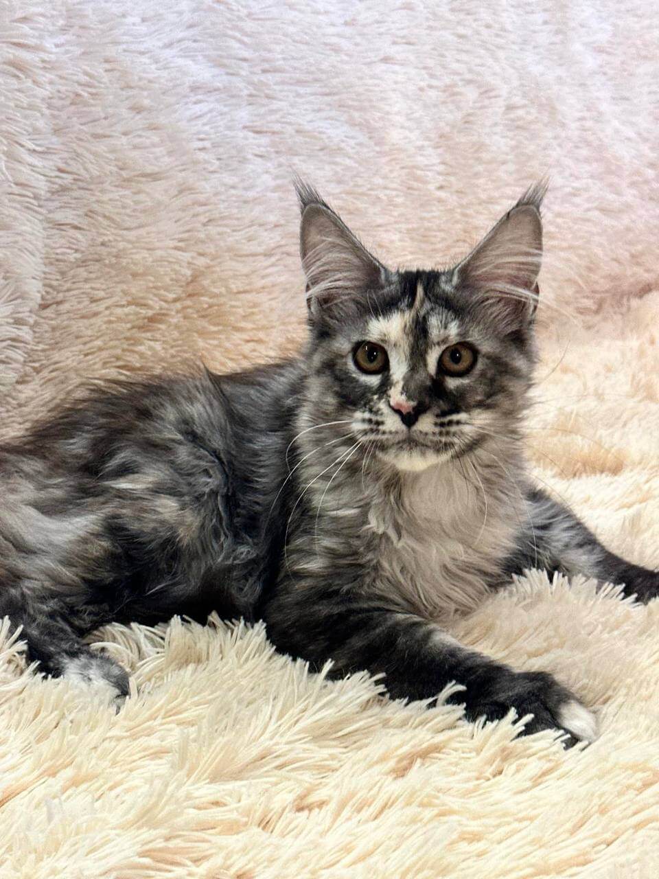 Ksena Maine Coon  Female (Available) $2700