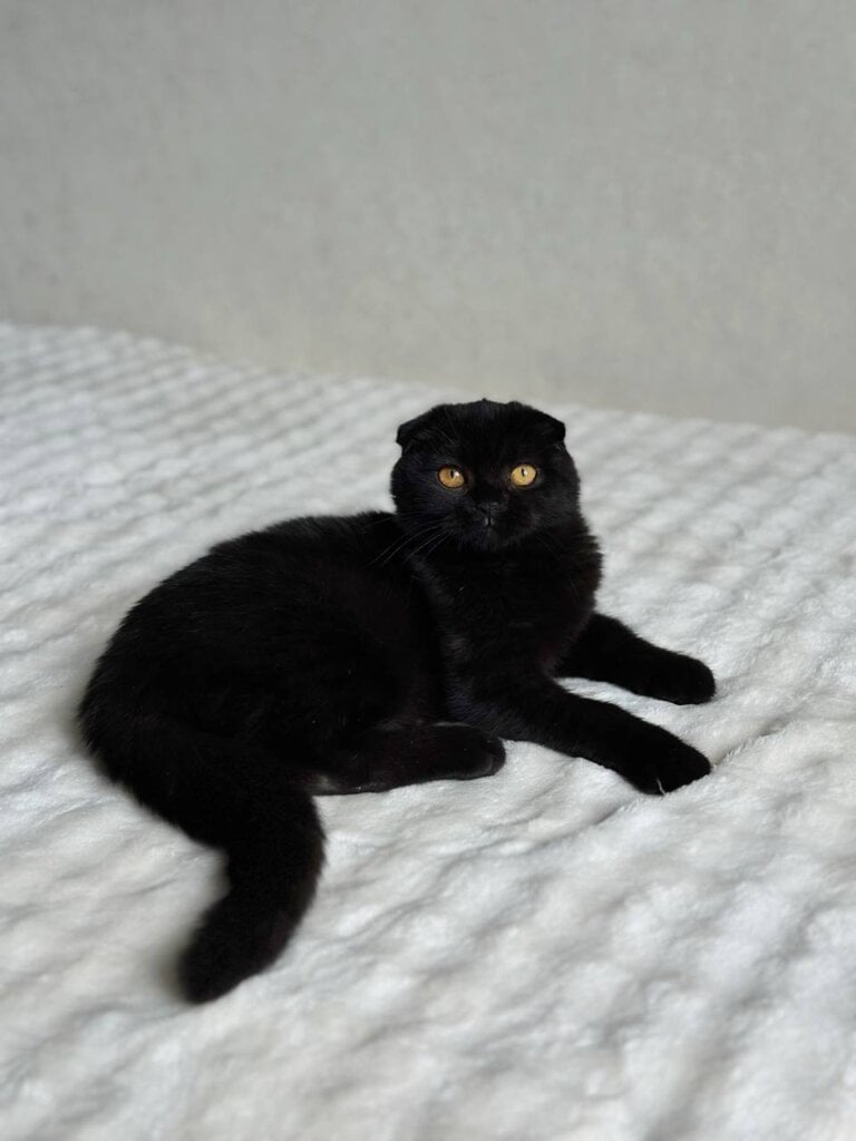 Esenia Scottish Fold  Female (Available) $2650