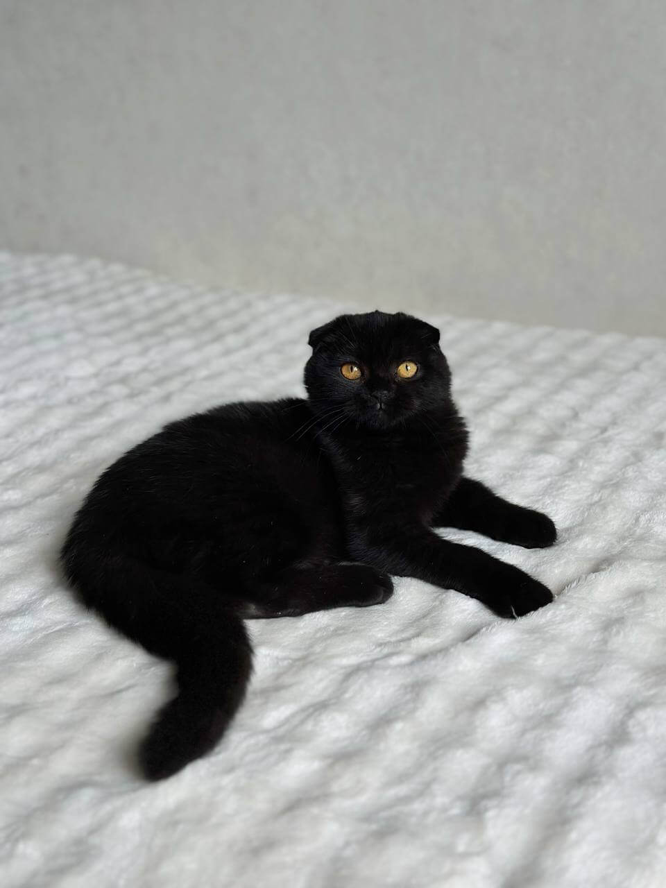 Esenia Scottish Fold  Female (Available) $2650