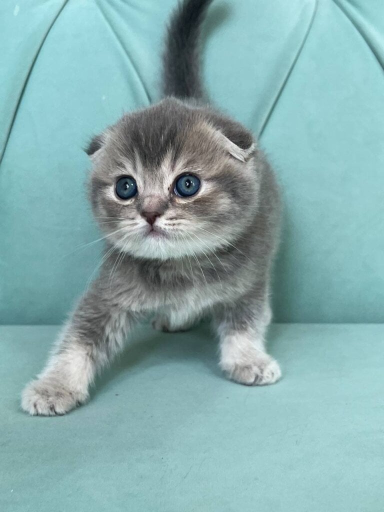 Dasha Scottish Straight  Female (Available) $2700