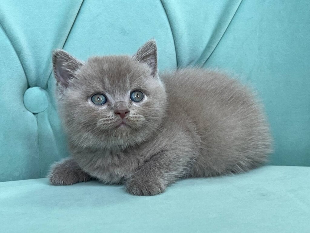 Balu Scottish Straight Male (Available) $2550