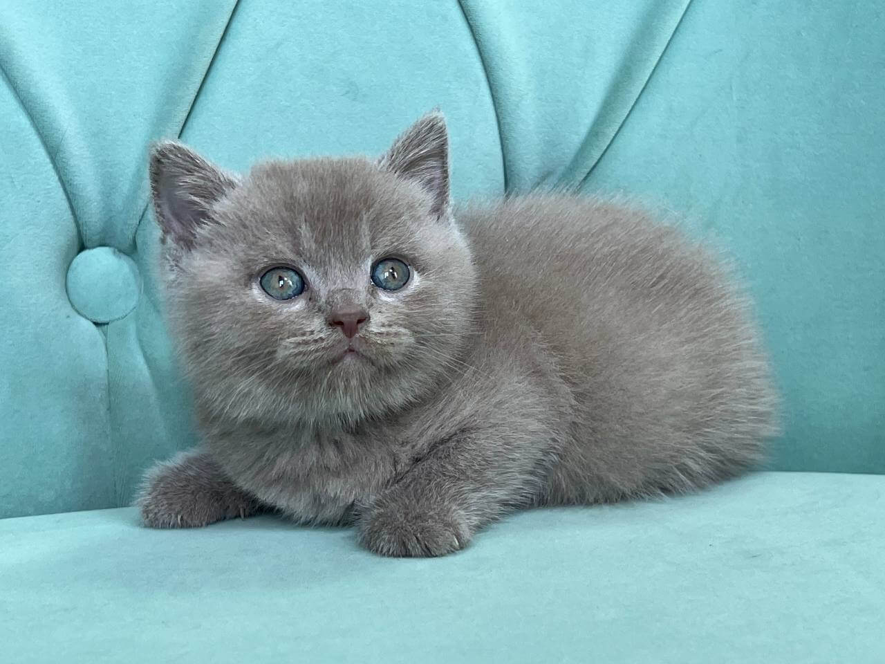 Balu Scottish Straight Male (Available) $2550