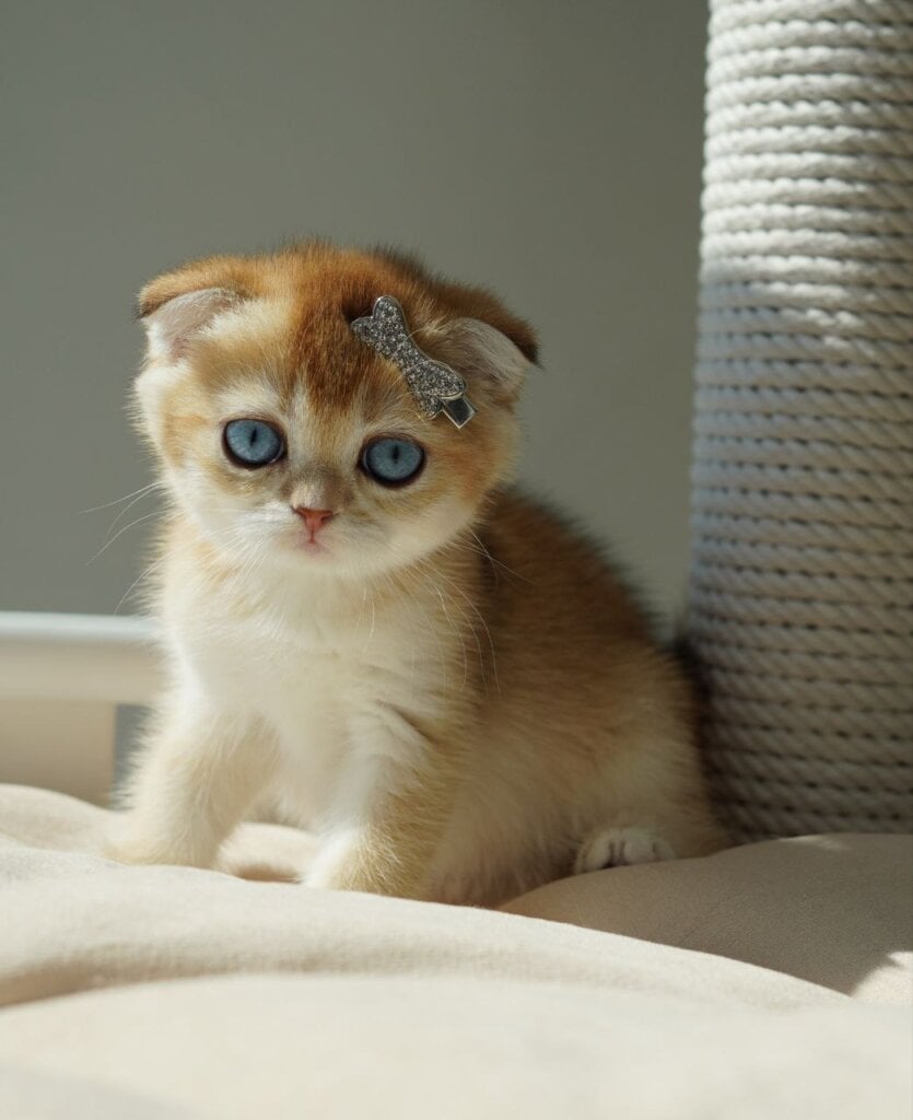 Queenie Scottish Fold  Female (Available) $2800