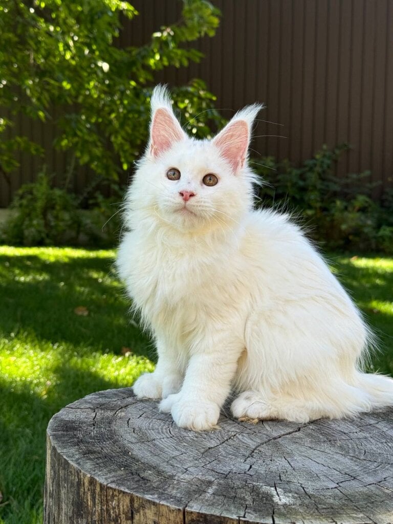 Amina Maine Coon POLY Female (Available) $3450
