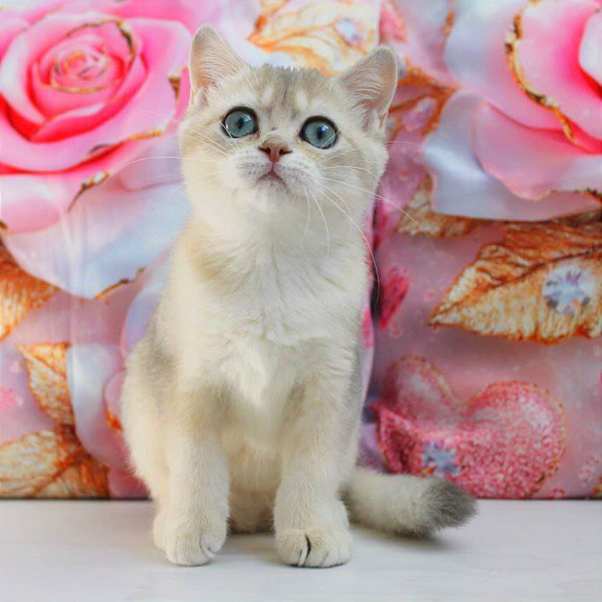 Samanta British Shorthair Female (Available) $2900