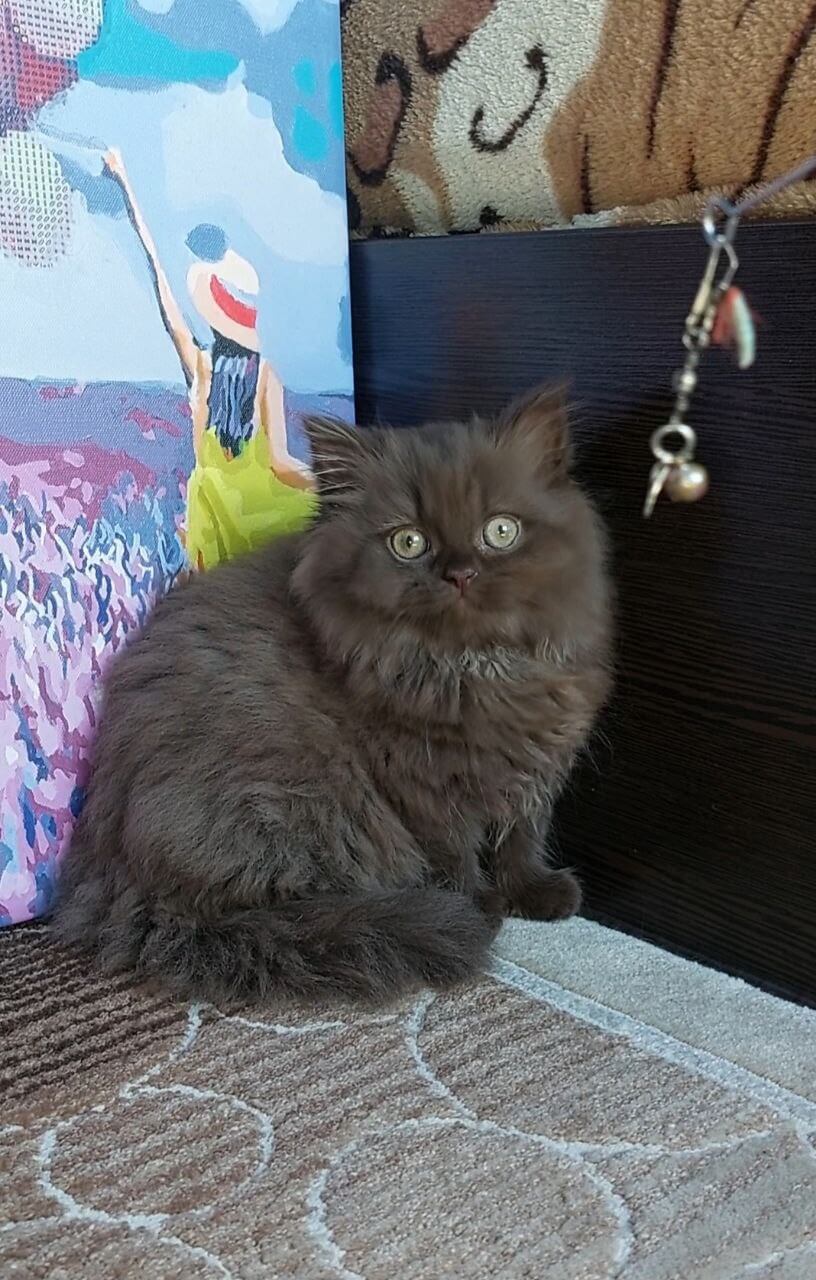 Simonna British Longhair Female (Available) $3200