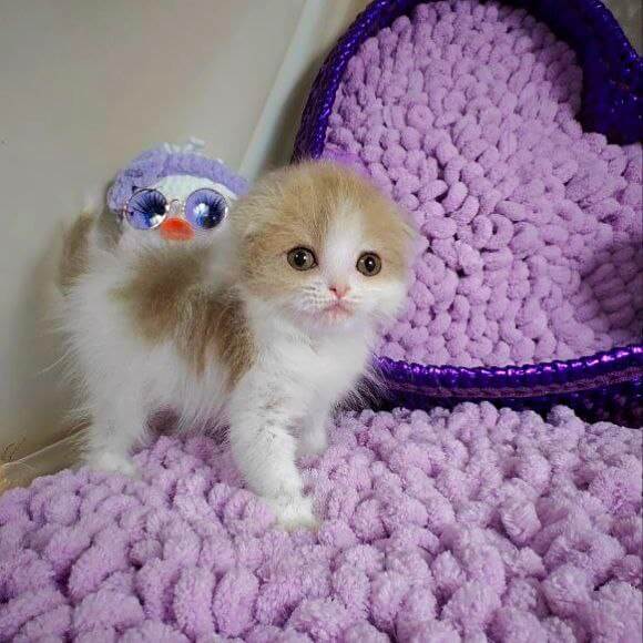 Rafael Scottish Fold Male (Available) $2800