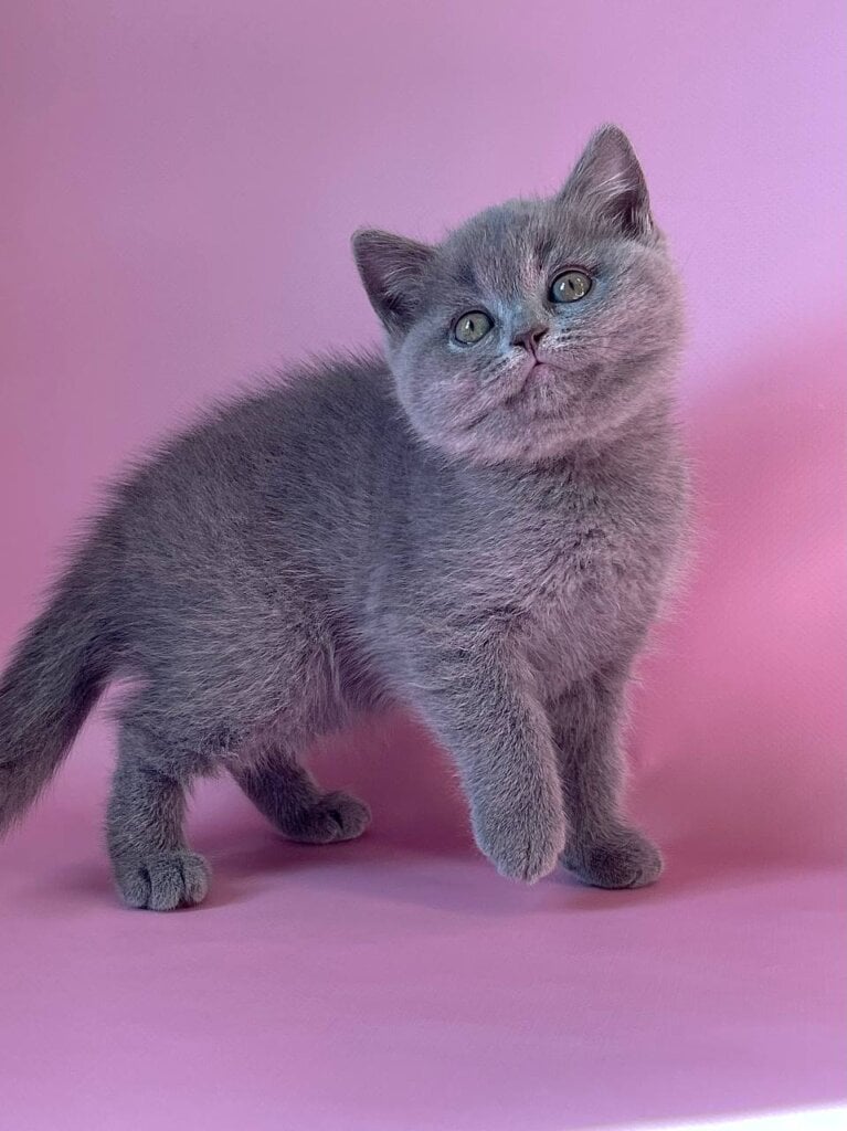 Daniela British Shorthair Female (Available) $2800