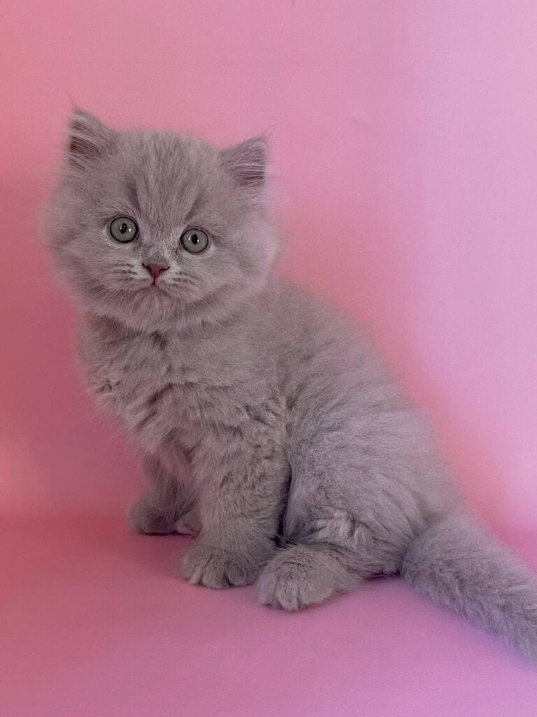 Dimash British Longhair Male (Available) $2800