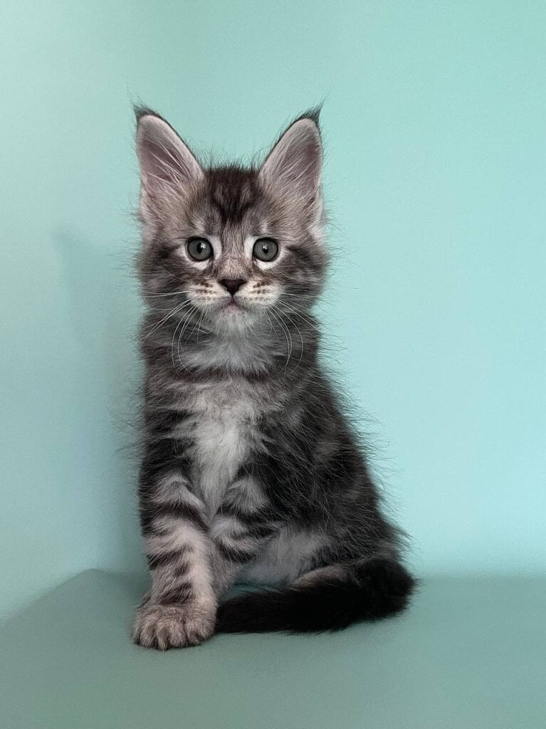 Gio Maine Coon  Male (Available) $3200