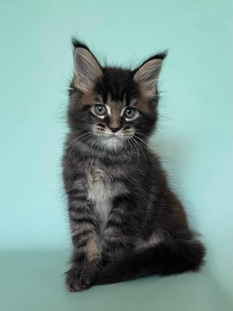 Florian Maine Coon  Male (Available) $3200