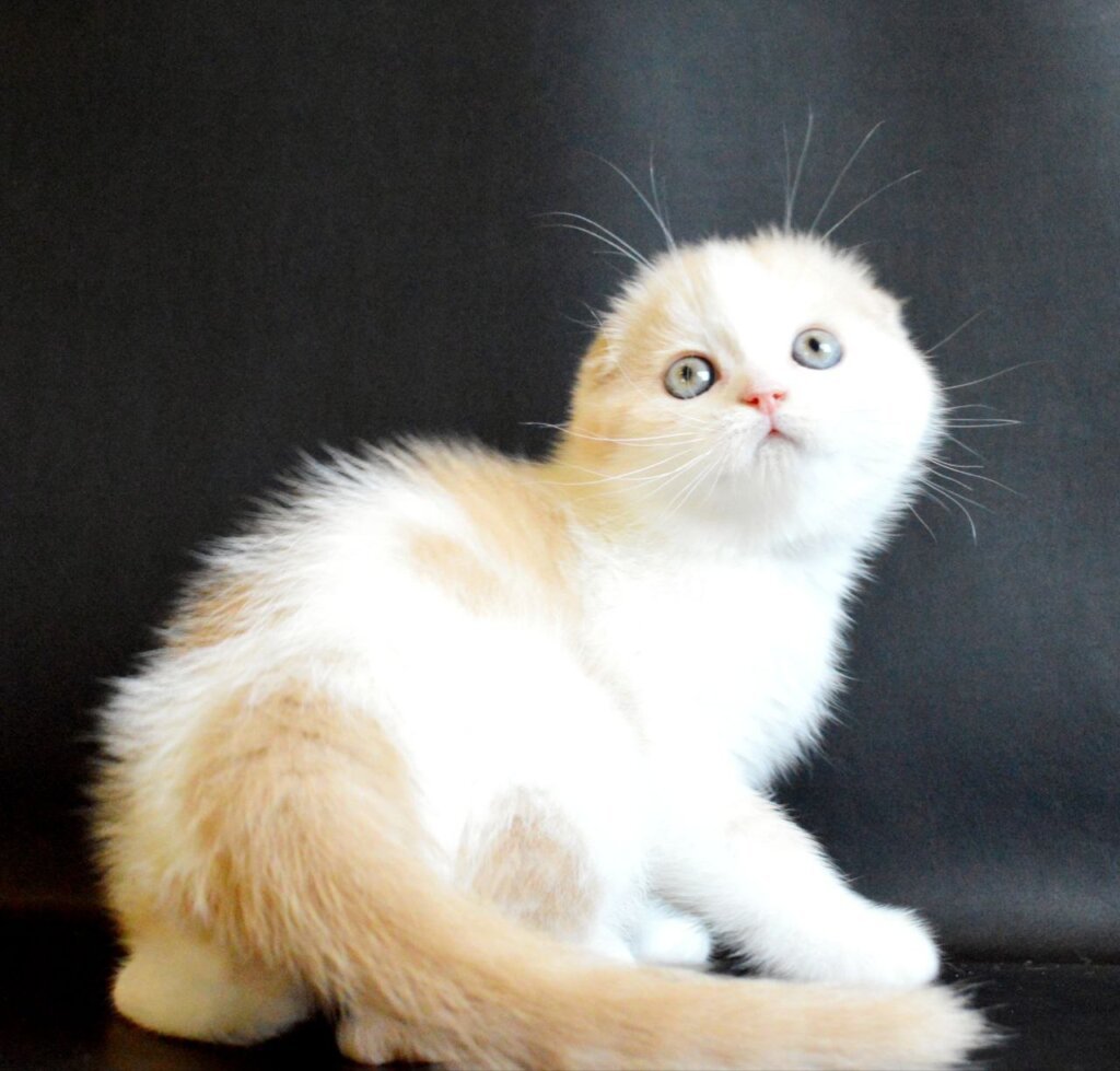 Simon  Scottish Fold  Male (Available) $2700