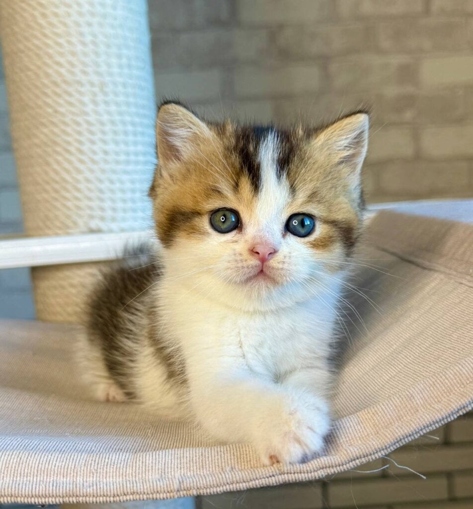 Luna British Shorthair  Female (Available) $2500
